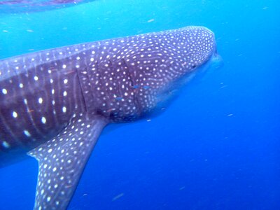 Whale shark fish animal