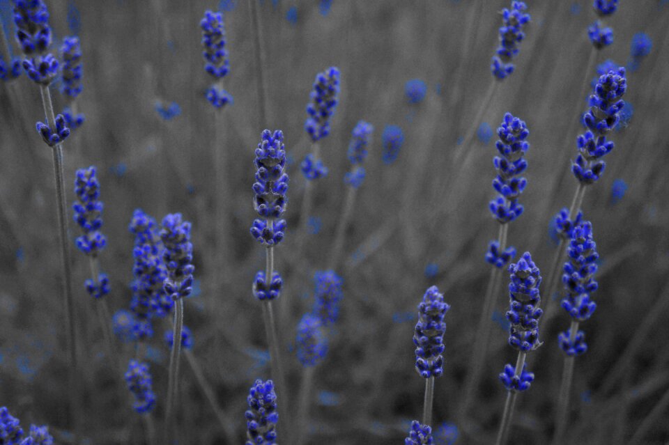 Lavender purple flowers