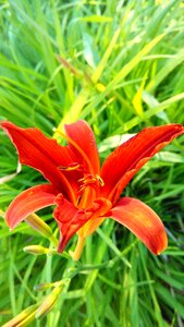 Dacha vegetable garden flowers photo