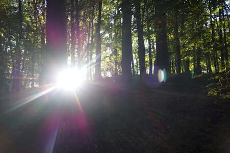 Rays nature forest photo