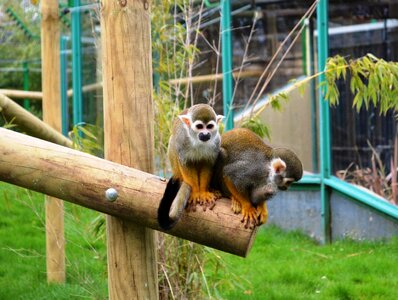 Wildlife cute primate