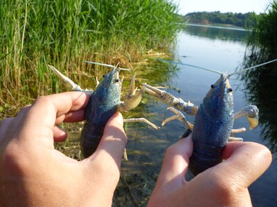Hands nature water
