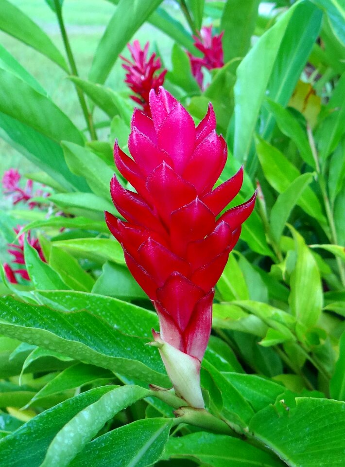 Ostrich plume pink cone ginger alpinia purpurata