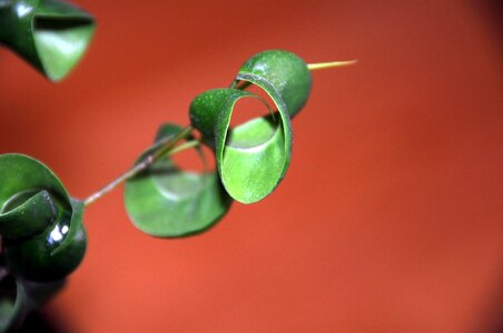Red green houseplant