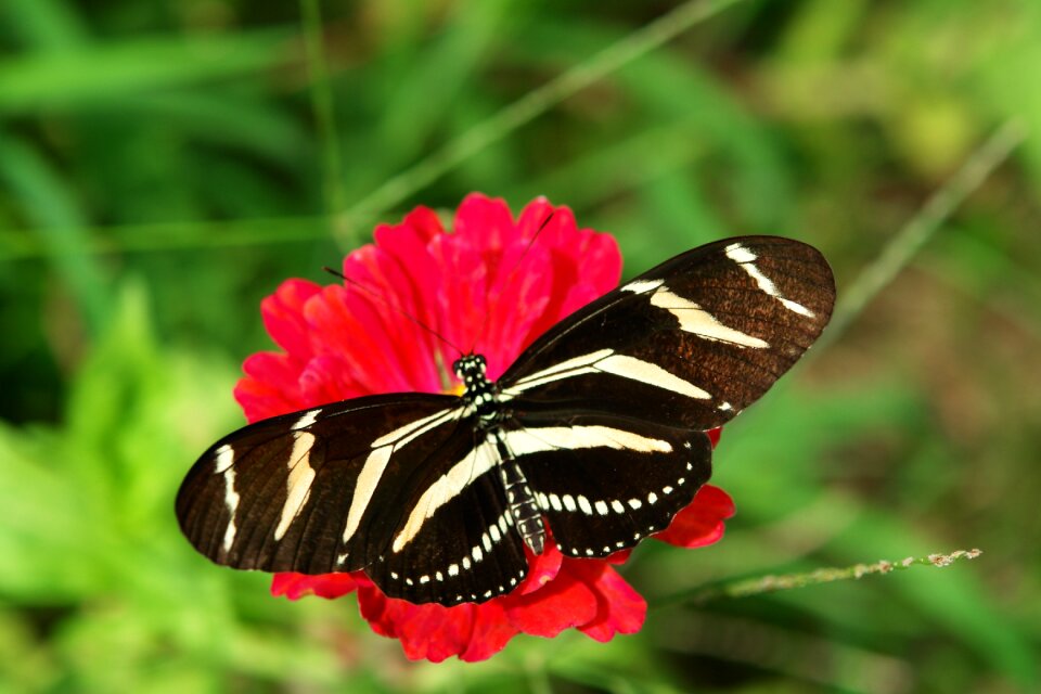 Insect natural flower
