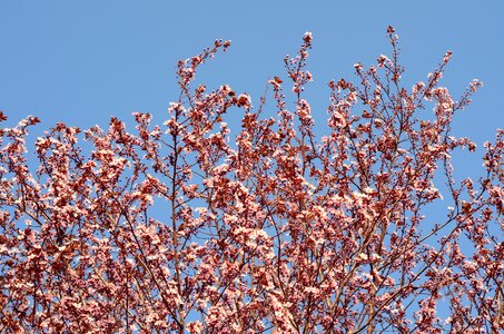 Spring blooming pink photo