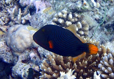 Maldives fish sea