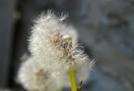 Close up seeds backlighting