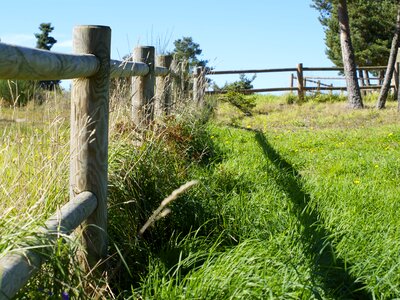 Spring rural herbs