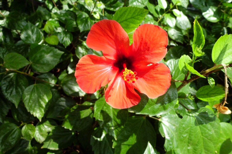 Garden flora red