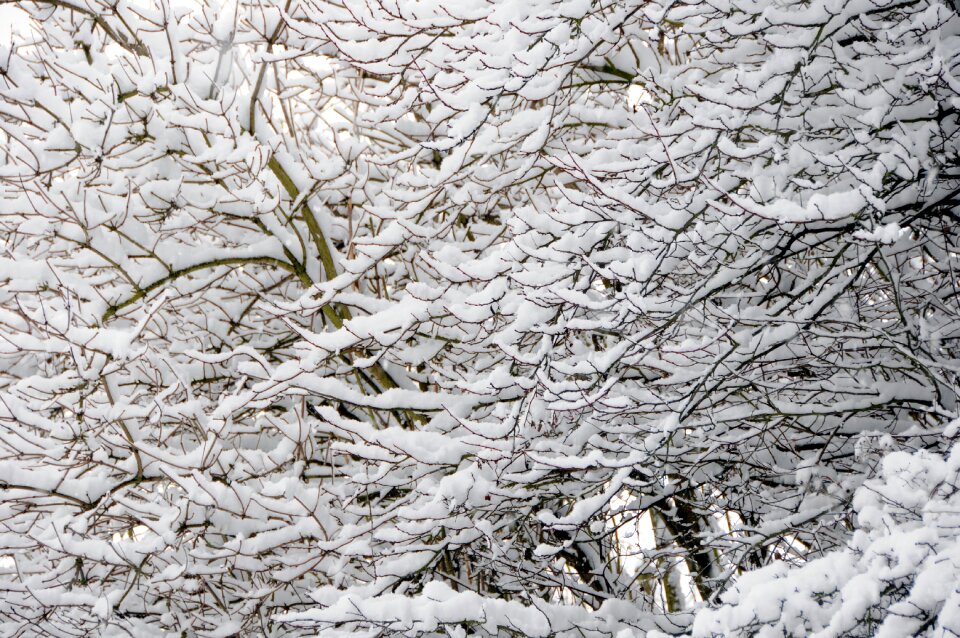 Tree winter cold