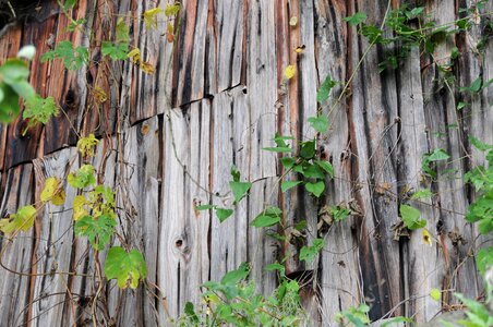 Old barn weathered