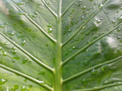 Water plant garden photo