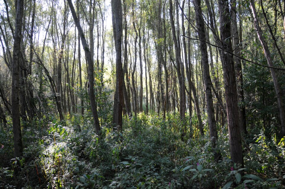 Nature poplar undergrowth