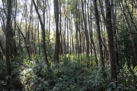 Nature poplar undergrowth