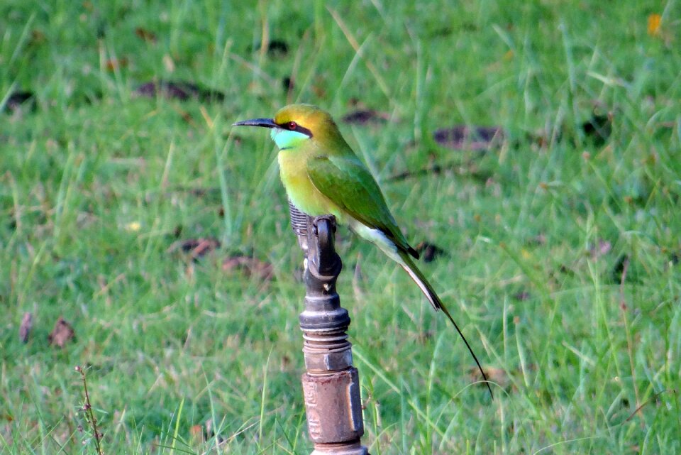Green fauna kaiga