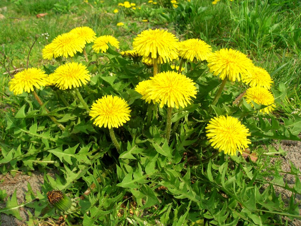 Nature flower may