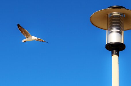 Sky blue wing