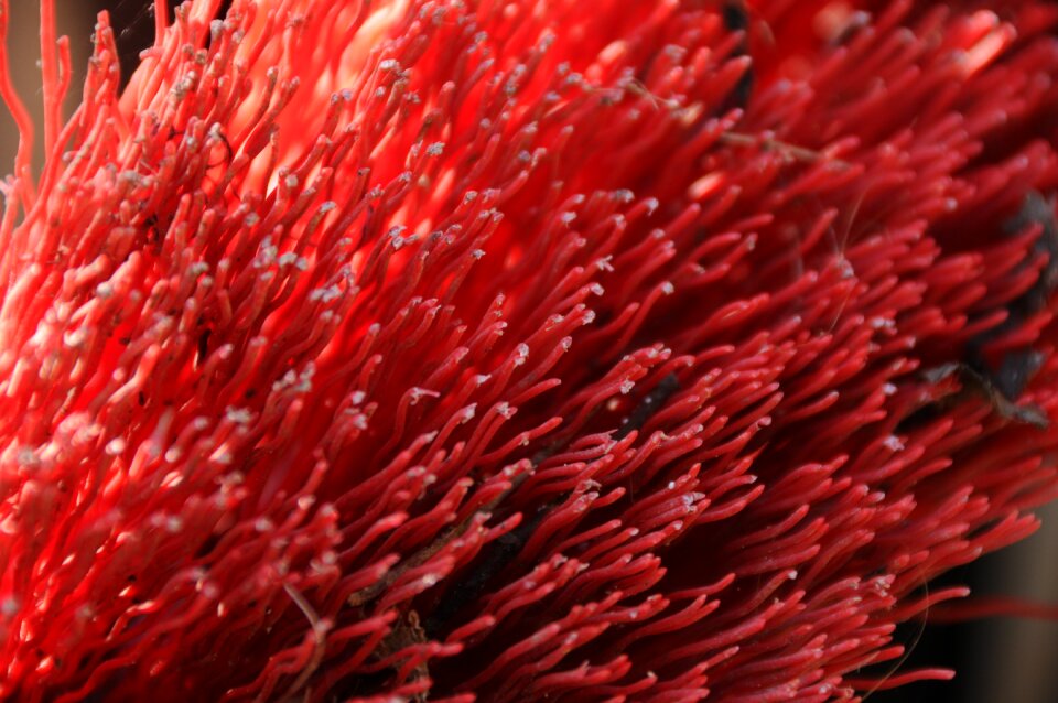 Broom close up broom bristles