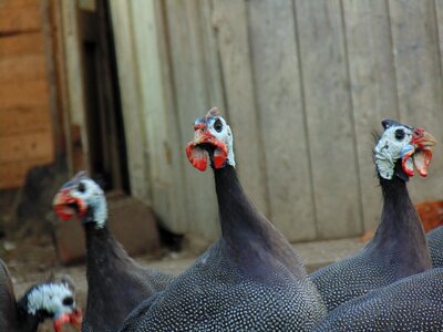 Fowl birds animals