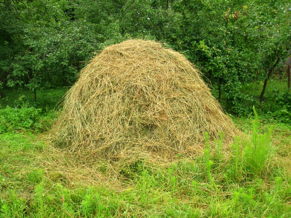 Village grass nature
