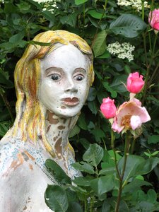 Garden rose lapsed