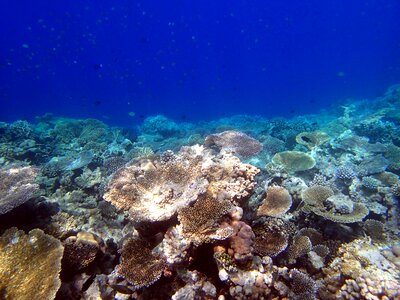 Corals giant tabular maldives