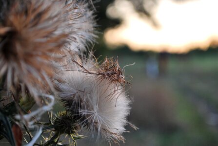 Barbs nature fore