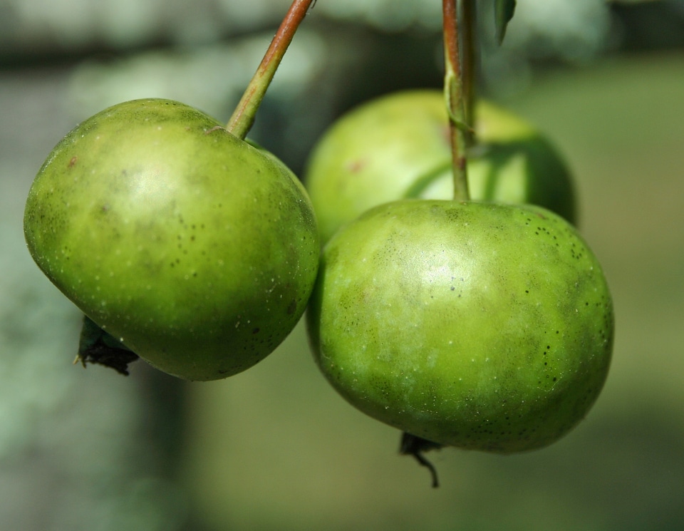 Fruit crabapple malus