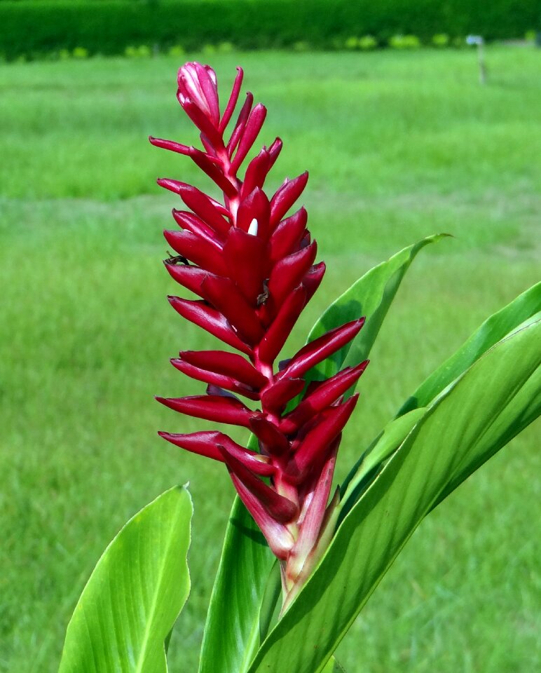 Ostrich plume pink cone ginger alpinia purpurata photo