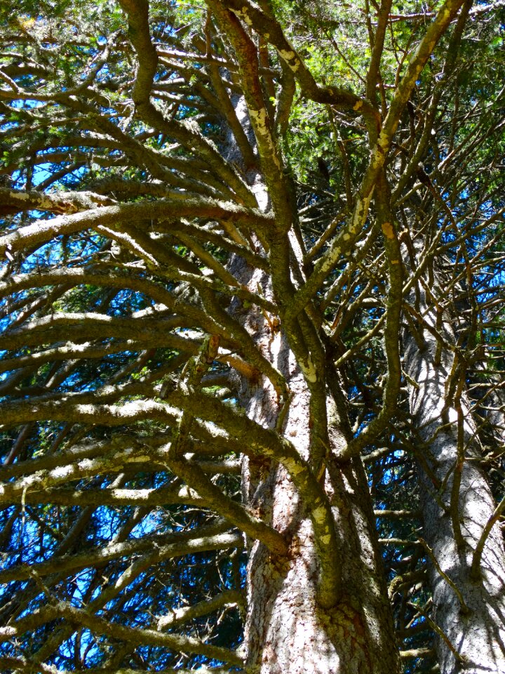Tree mountain world nature