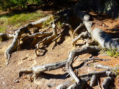 Tree roots root system nature photo