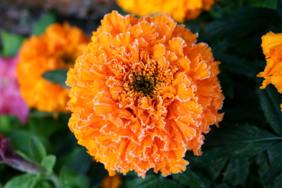 Summer flower garden autumn
