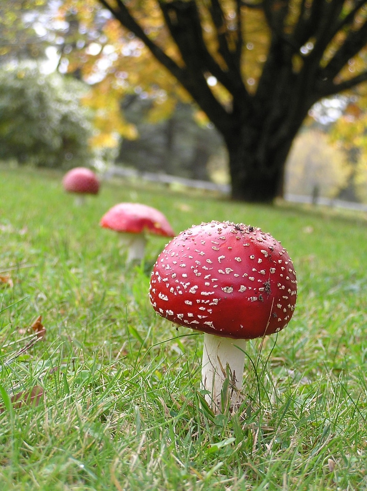 Fresh edible natural