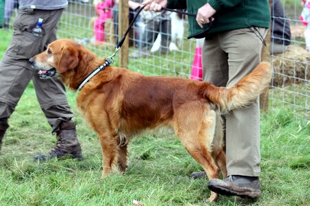 Lead pet animal photo