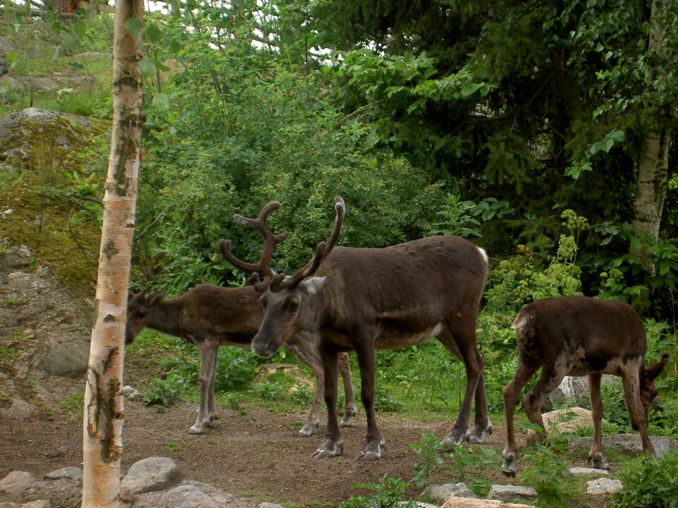 Antlers deer skansen