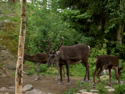 Antlers deer skansen