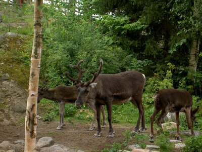 Antlers deer skansen photo