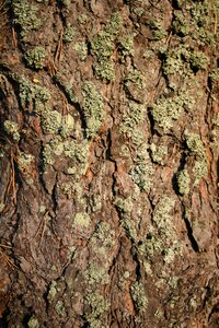 Frame conifer needles photo