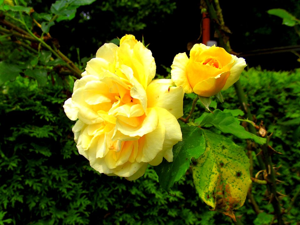 Flower rose bloom fragrance