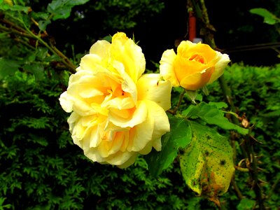 Flower rose bloom fragrance