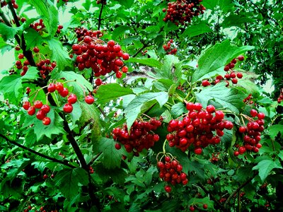 Red ukraine berry photo