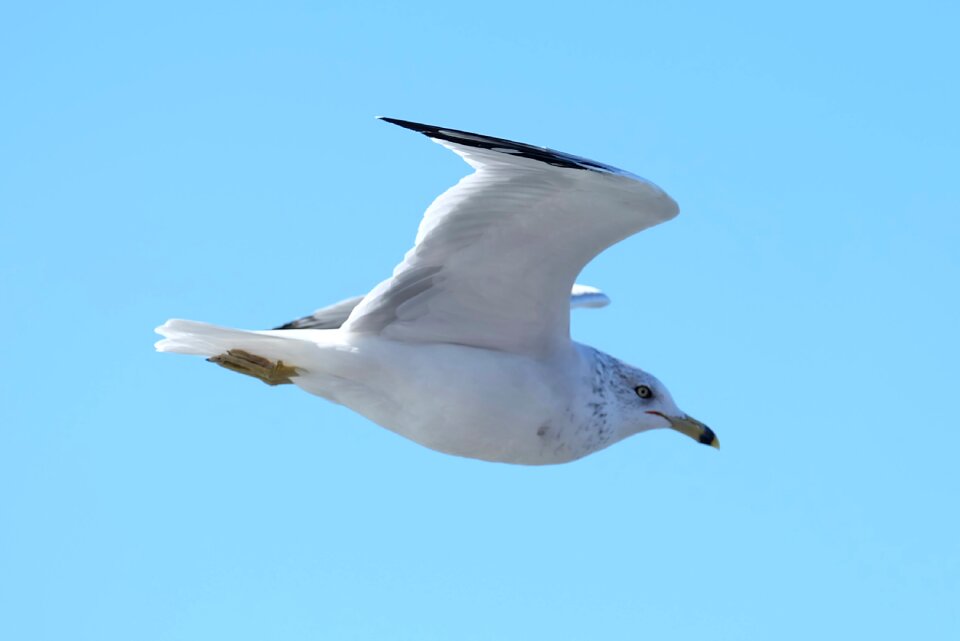 Sky animal flying