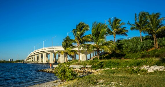 Palm trees gulf coastline photo