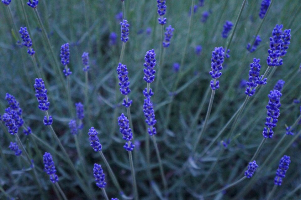Lavender purple flowers