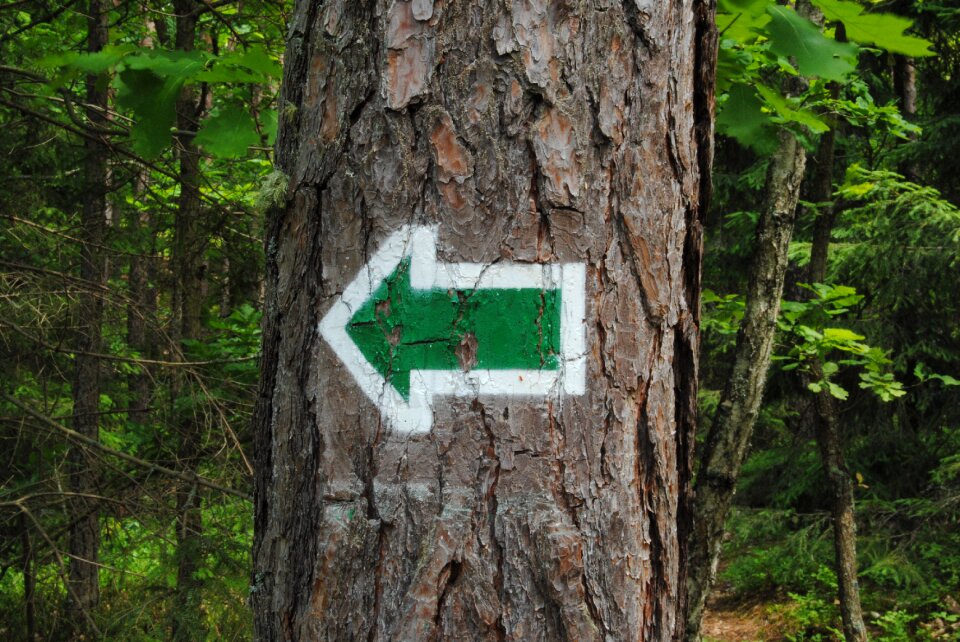 Forest konary the path