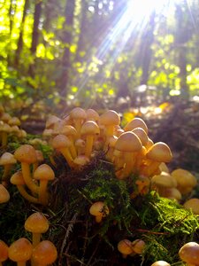 Autumn fungi colorful photo