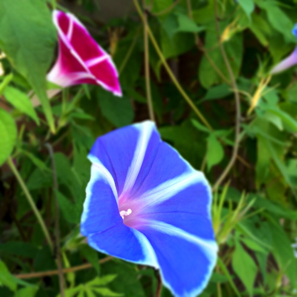 Flowers morning glory Free photos