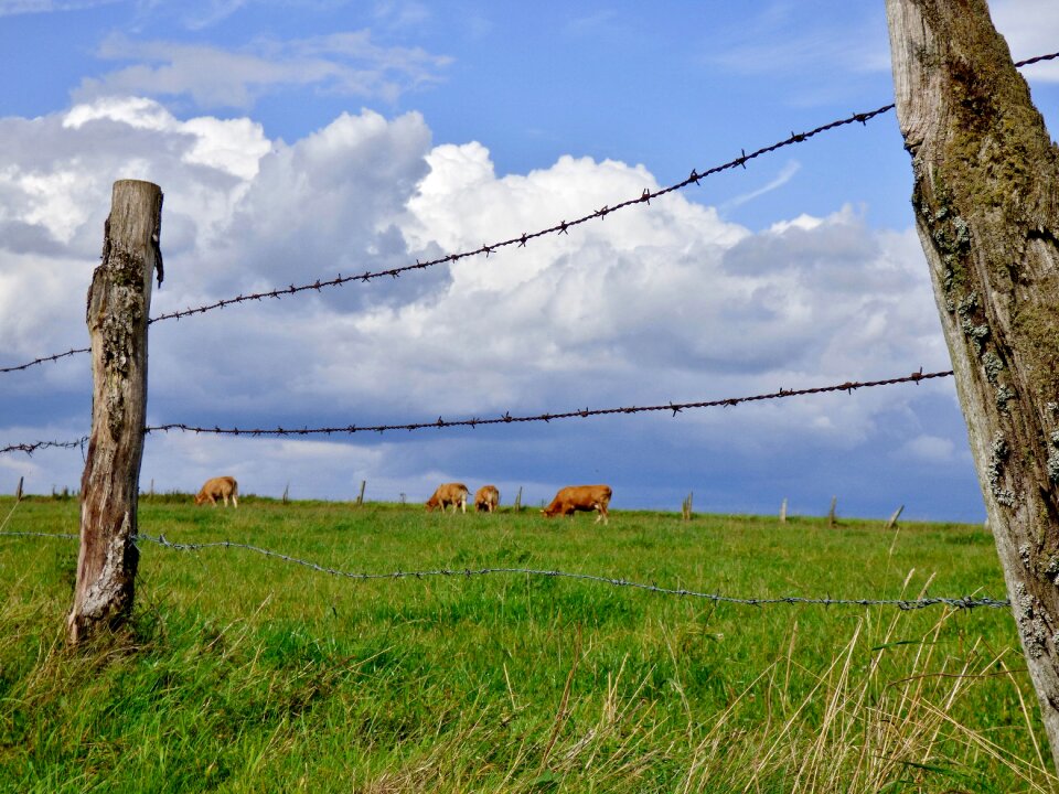 Clouds cows landscape