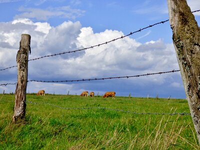 Clouds cows landscape
